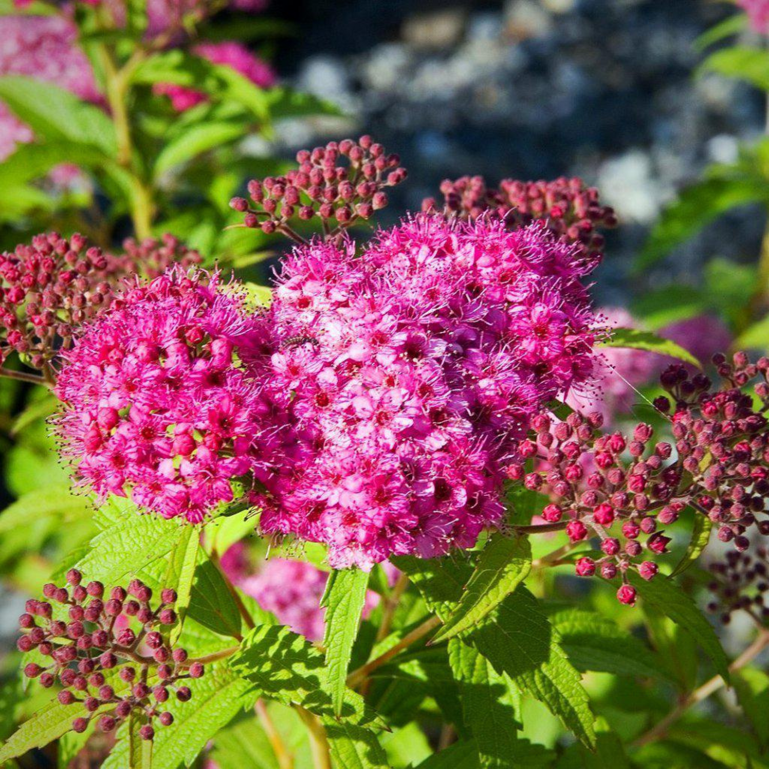 Japanese Meadowsweet (Spiraea japonica) Flowering Live Plant