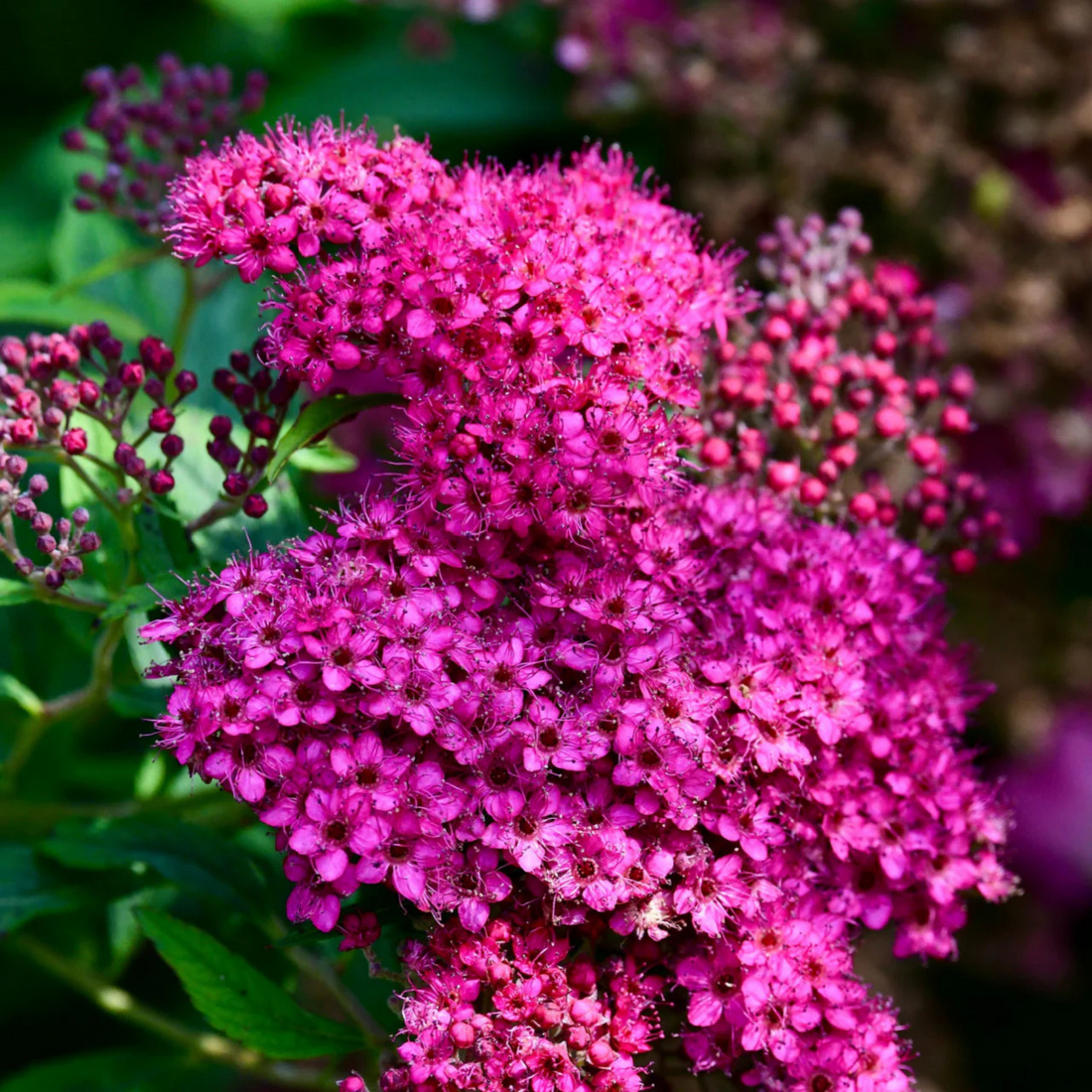 Japanese Meadowsweet (Spiraea japonica) Flowering Live Plant