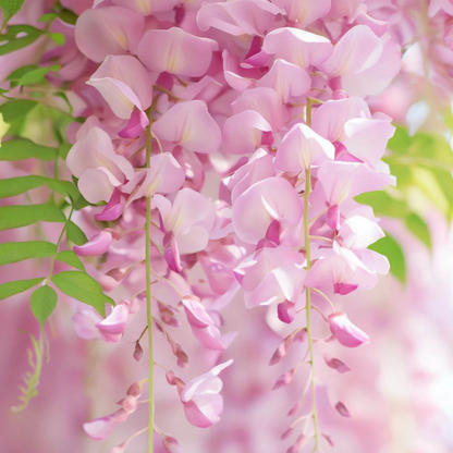 Japanese Pink Wisteria (Wisteria floribunda) Rare Fragrant Flowering Live Plant