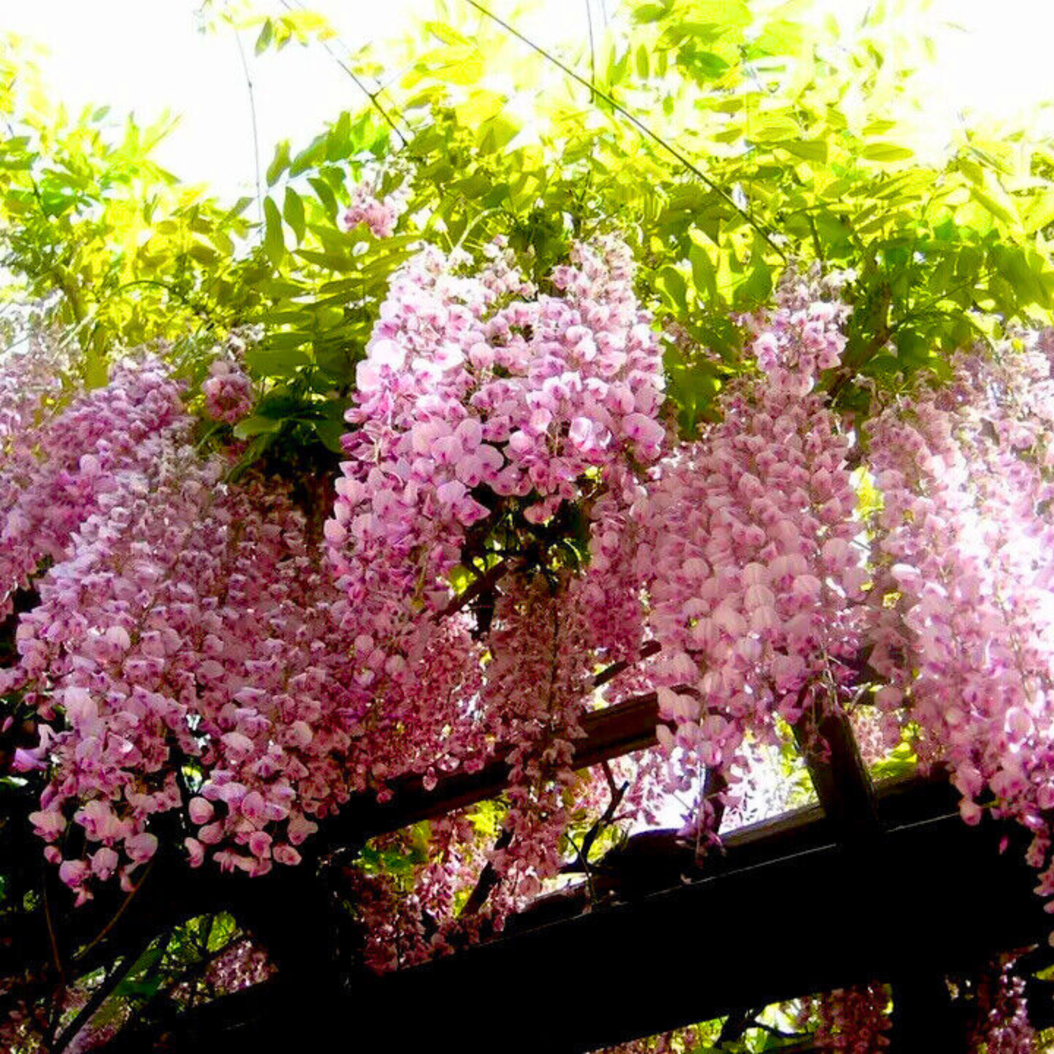 Japanese Pink Wisteria (Wisteria floribunda) Rare Fragrant Flowering Live Plant