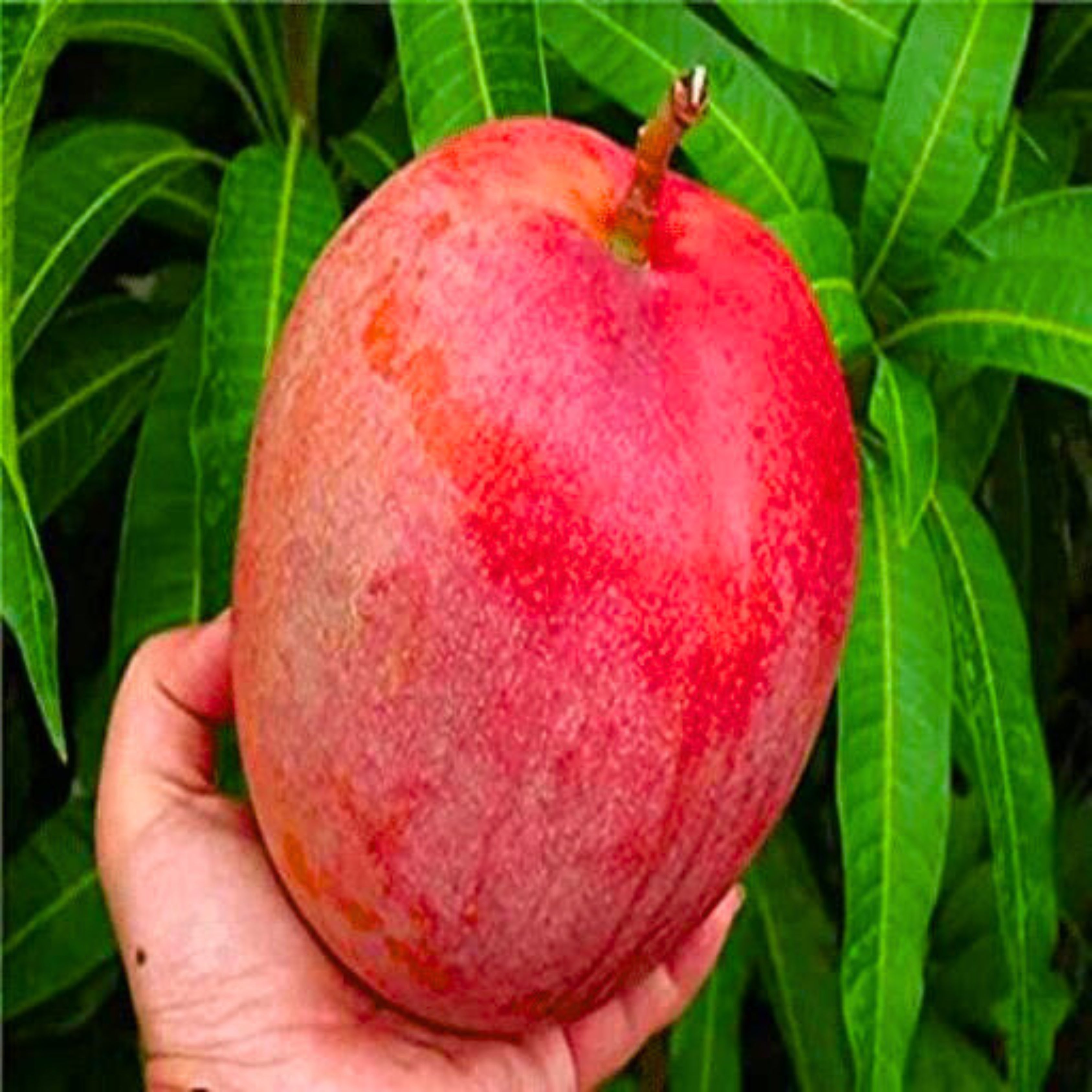 Japanese Miyazaki Mango Grafted Live Plant