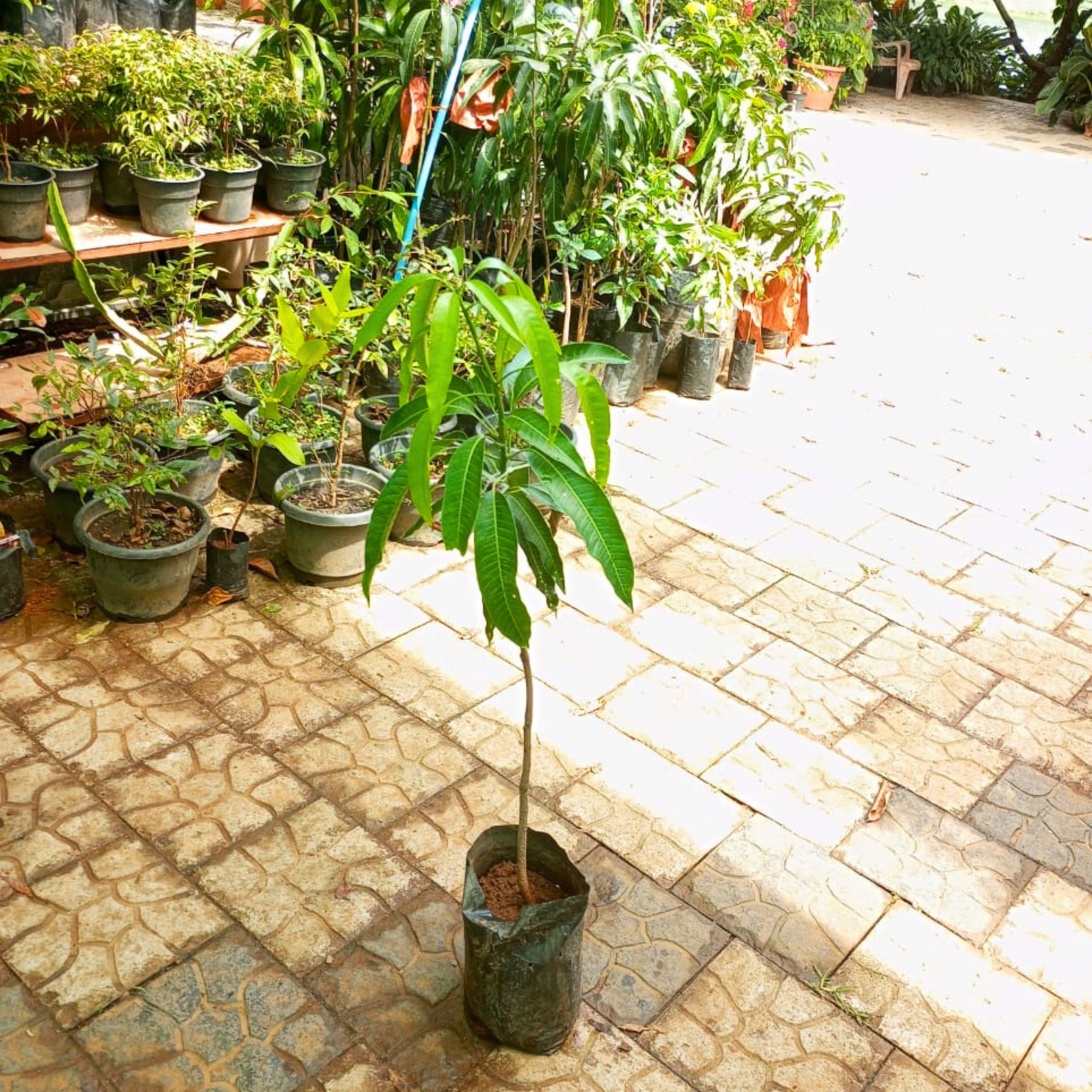 Japanese Miyazaki Mango Grafted Live Plant