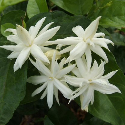 Jasmine Sambac Belle of India Multipetal Fragrant Rare Flowering Live Plant