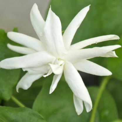 Jasmine Sambac Belle of India Multipetal Fragrant Rare Flowering Live Plant