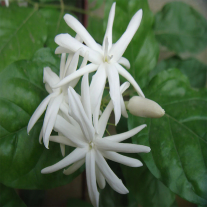 Jasmine Sambac Belle of India Multipetal Fragrant Rare Flowering Live Plant