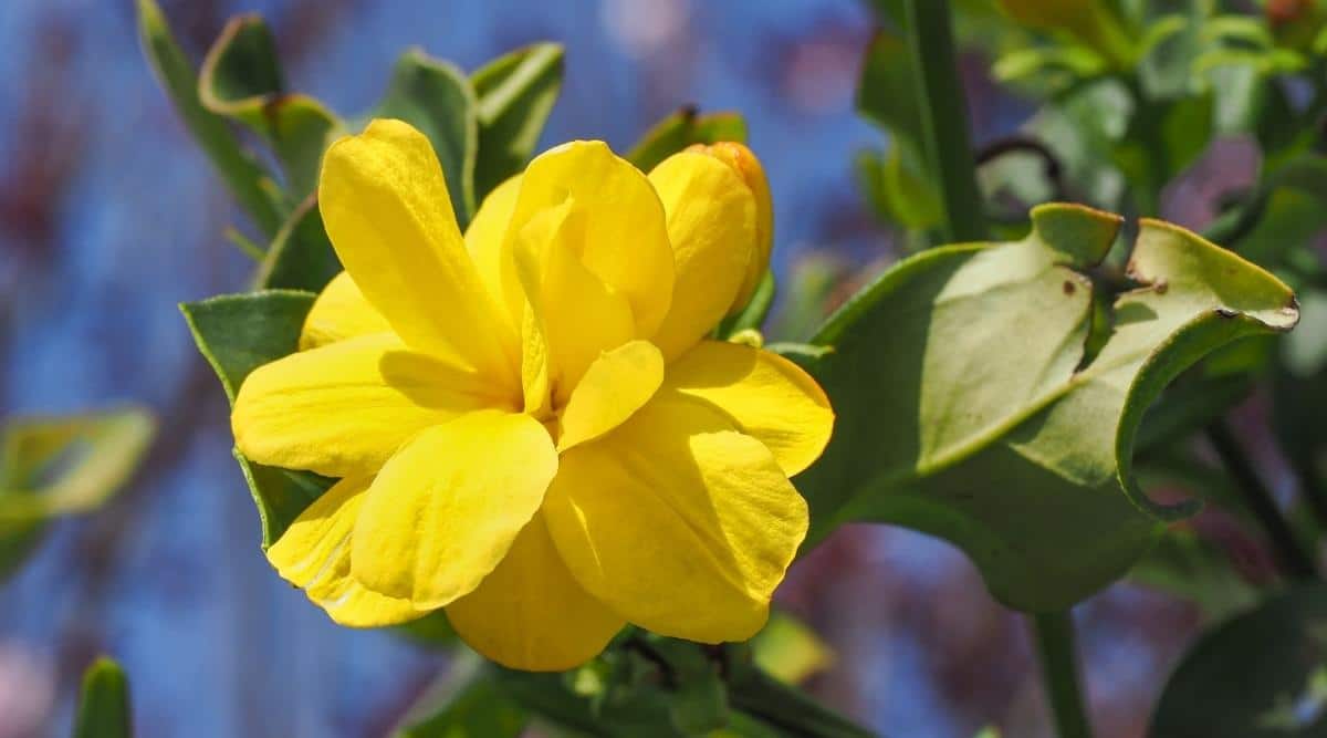 Yellow Jasmine Fragrant Flowering Creeper Live Plant