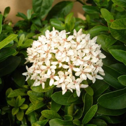 Ixora Light Pink Rare All Time Flowering Live Plant