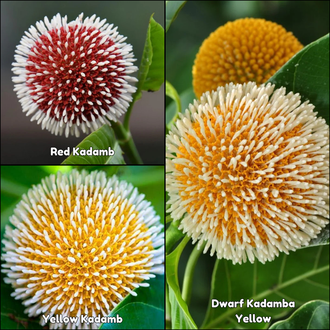 Kadamb Flowering Plants Combo