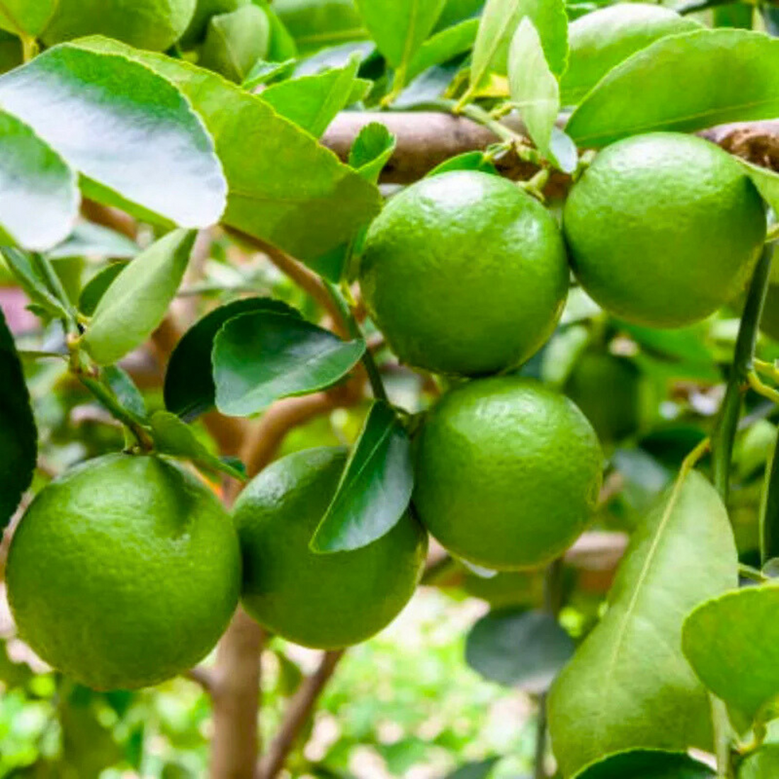 Kagzi Lemon (Citrus × aurantiifolia) Fruit Live Plant