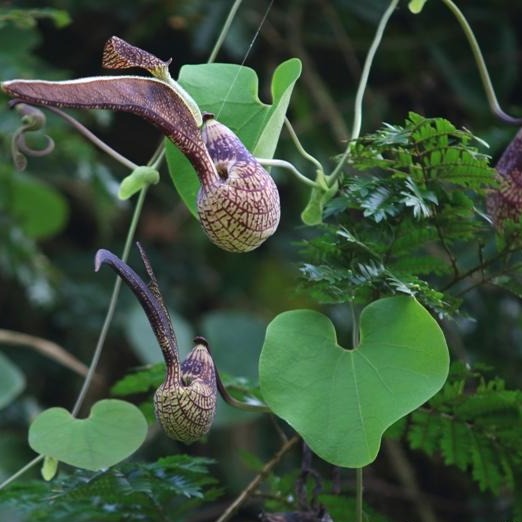 Aristolochia Ringens Flowering Live Plant