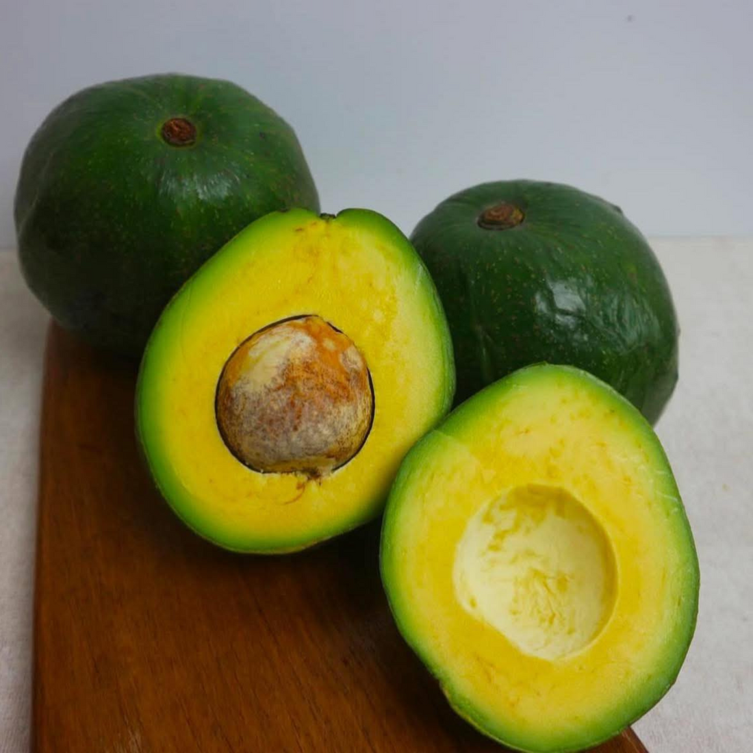 Kendil Avocado (Persea americana) Grafted Live Plant