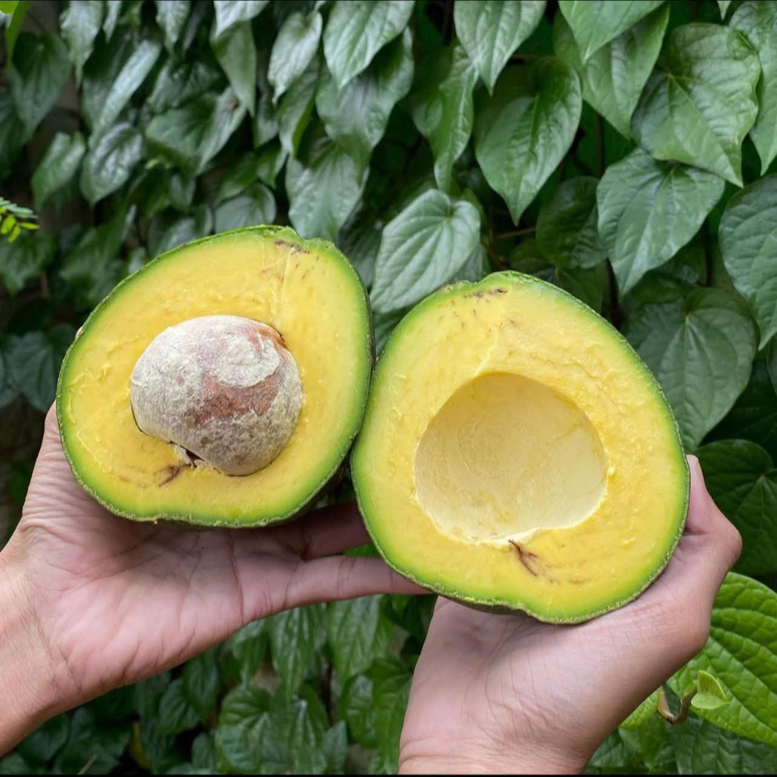 Kendil Avocado (Persea americana) Grafted Live Plant