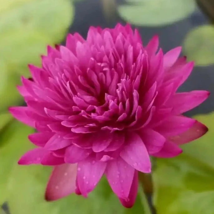 Khaohinsorn (Tropical Water Lily)
