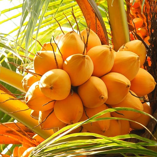 Chavakkadan Red Dwarf Coconut Tree Plant (Tender Coconut Plant)