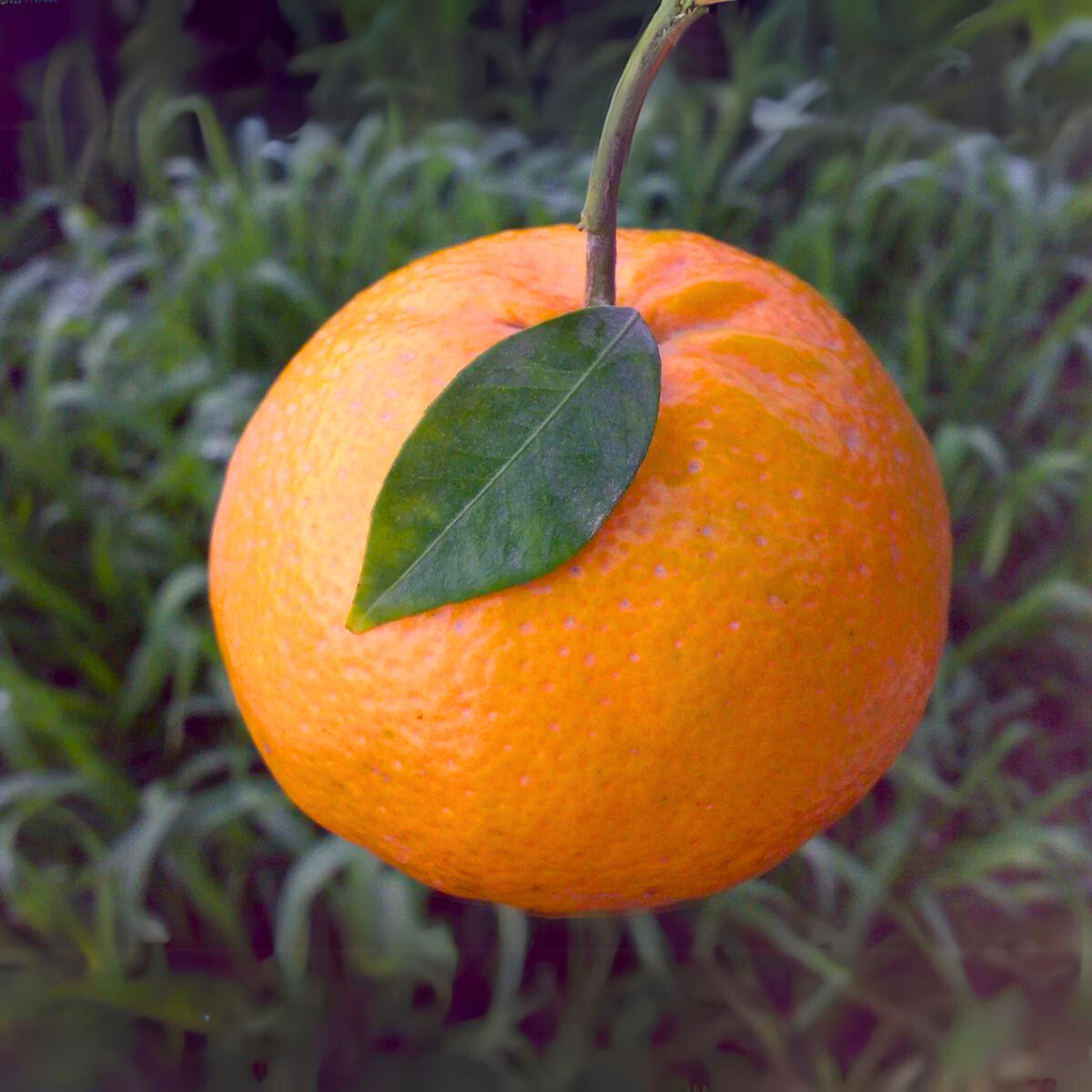 Kinnow Orange Live Plant