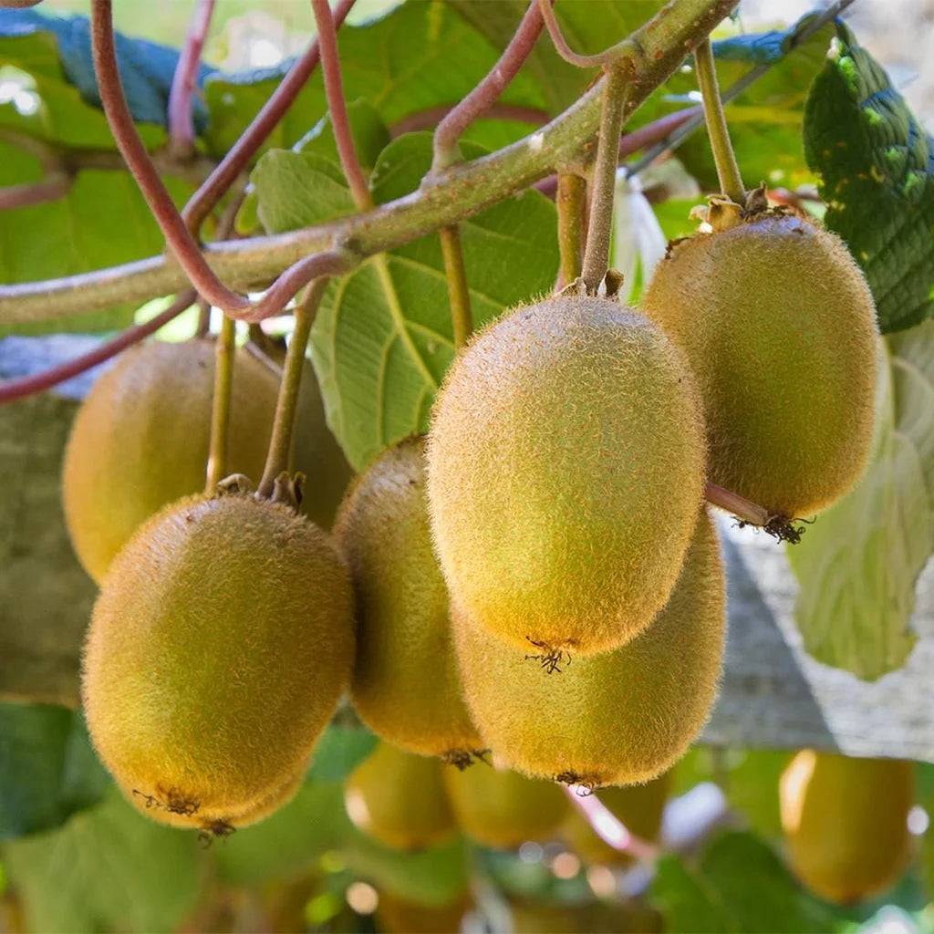 Kiwi Fruit (Actinidia deliciosa) Grafted Live Plant