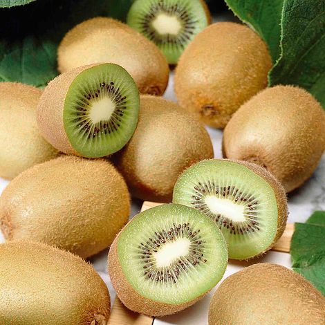 Kiwi Fruit (Actinidia deliciosa) Grafted Live Plant