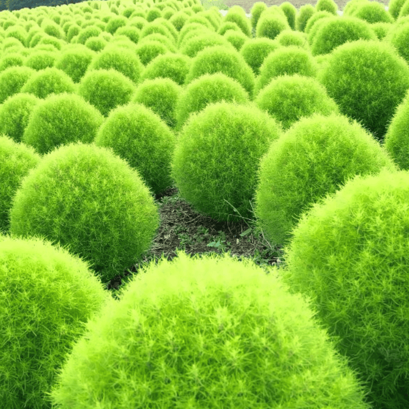 Kochia Seeds (Green)