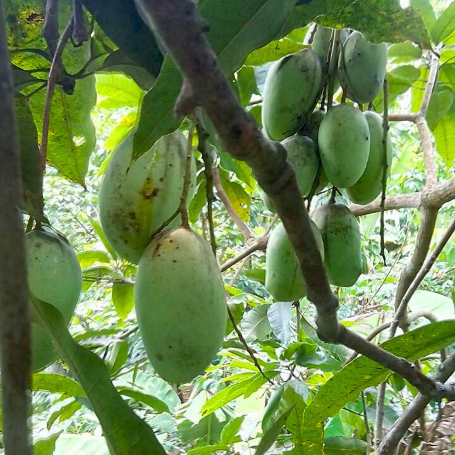 Kolomb Mango Grafted Live Plant