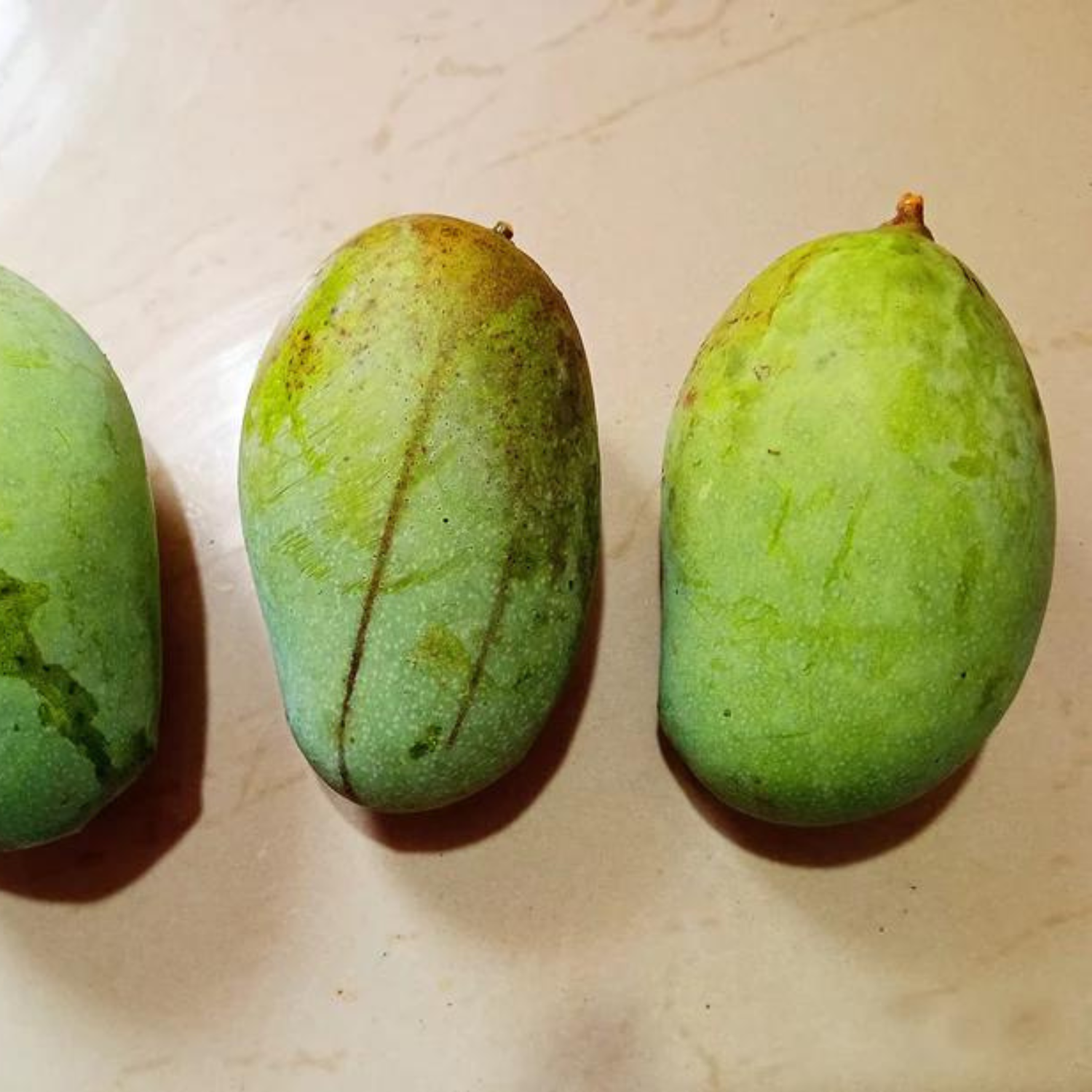 Kolomb Mango Grafted Live Plant