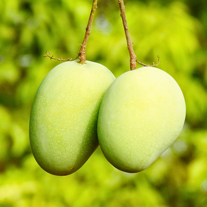 Kottaparamban Mango Live Plant