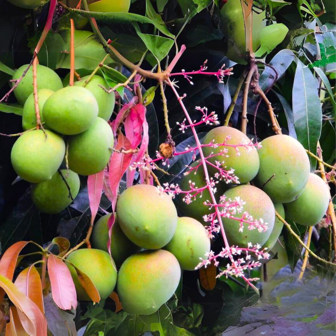 Kottaparamban Mango Live Plant