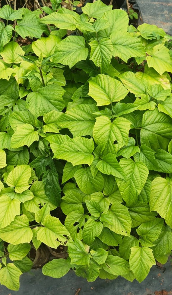 Krishnakireedam (Clerodendrum paniculatum) Flowering Live Plant