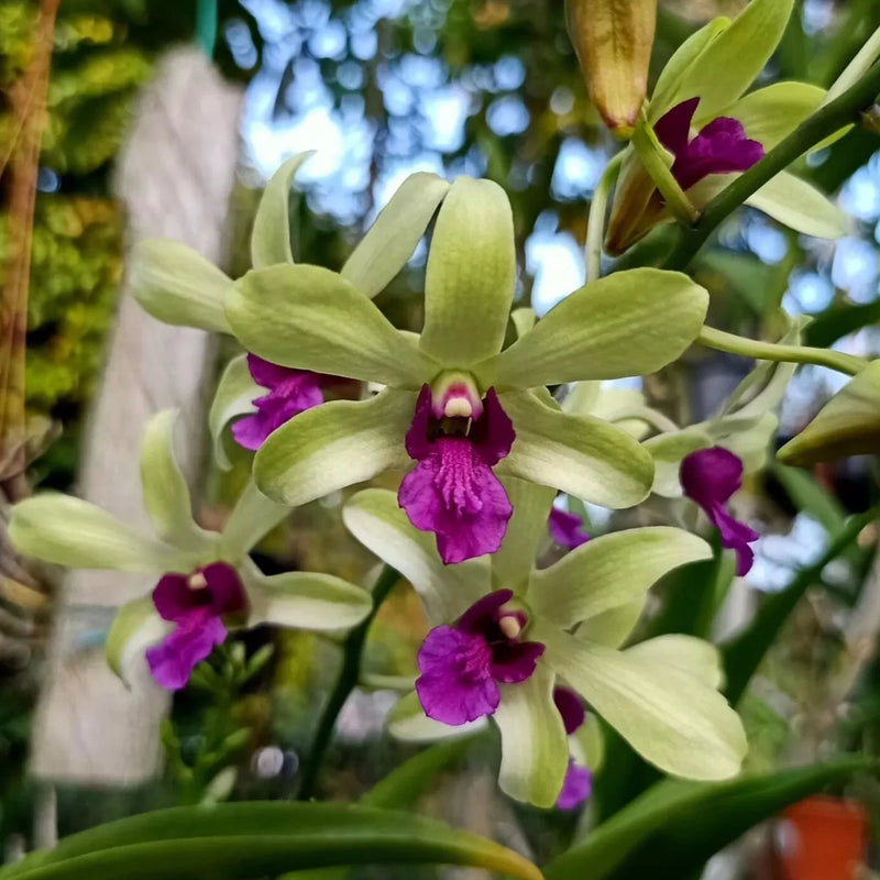 Dendrobium Lipstick (seedling)