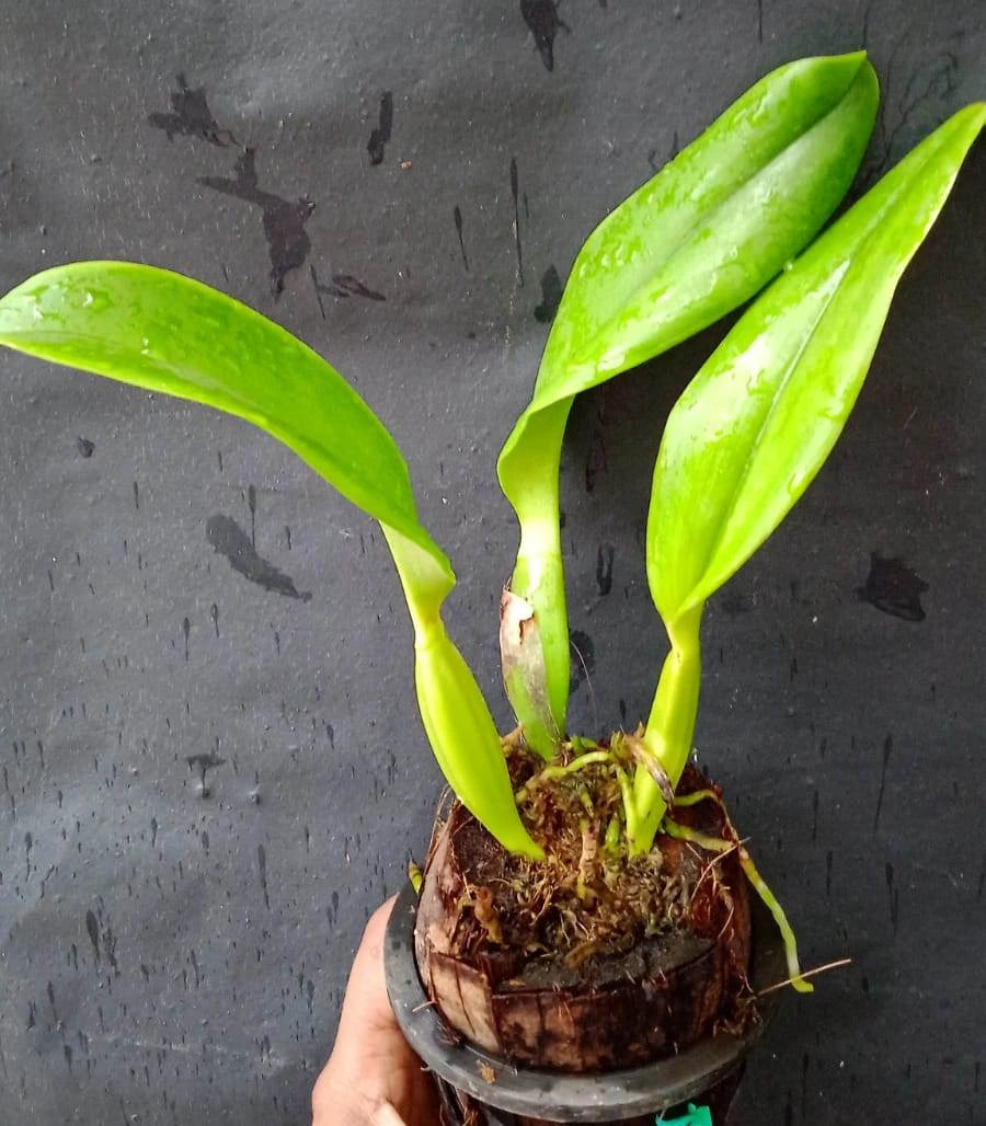 Cattleya Labiata Var Alba