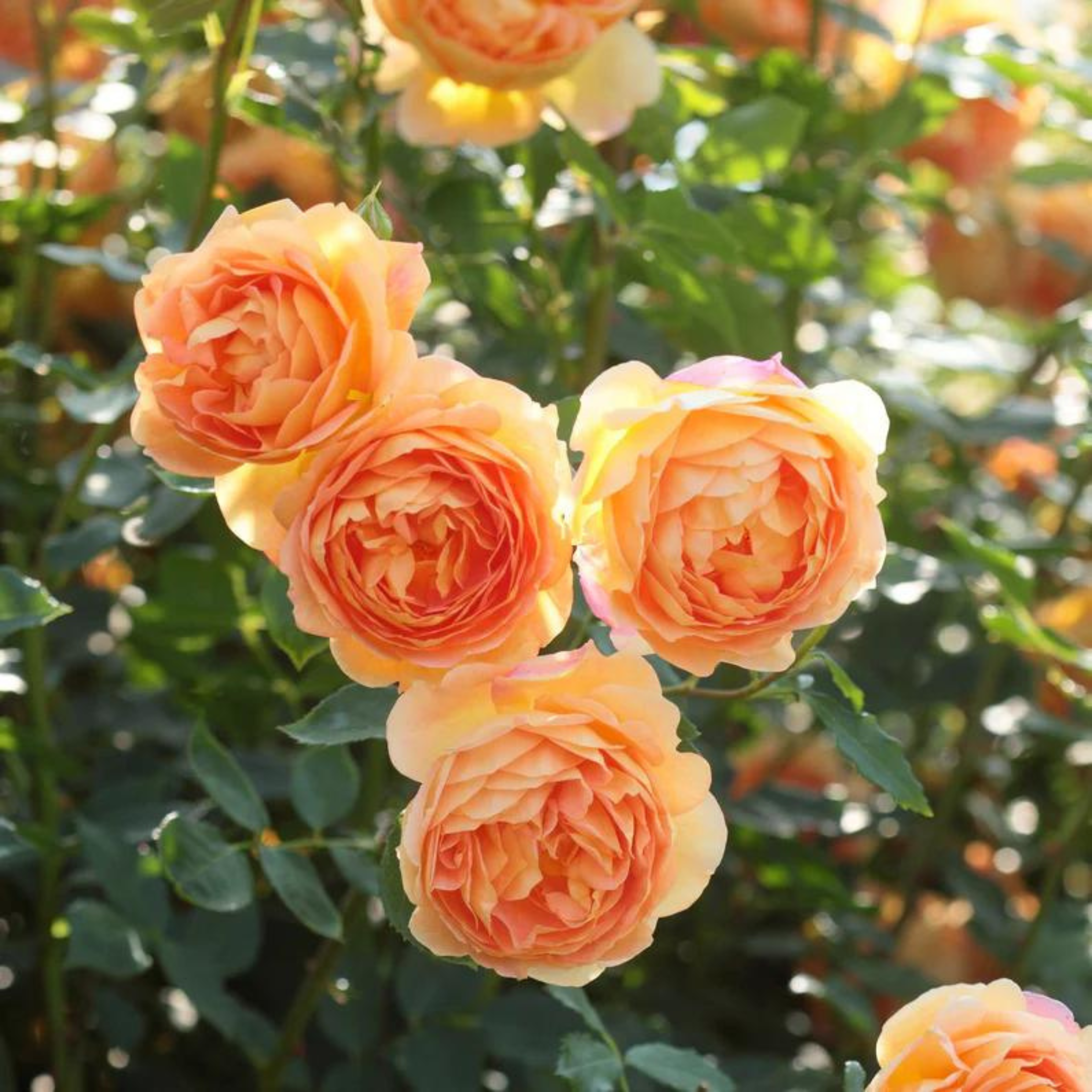 Lady of Shalott (English Rose) Rare Grafted Live Plant