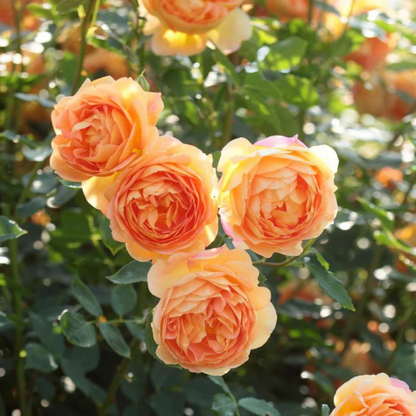 Lady of Shalott (English Rose) Rare Grafted Live Plant