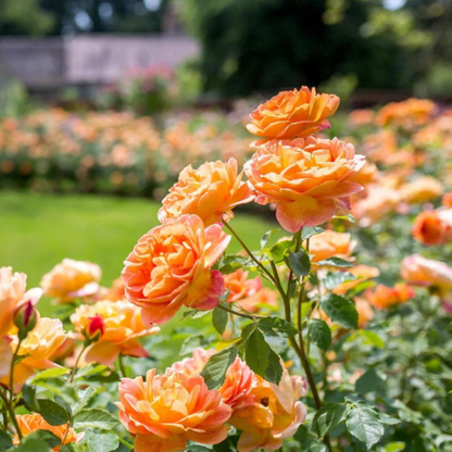 Lady of Shalott (English Rose) Rare Grafted Live Plant