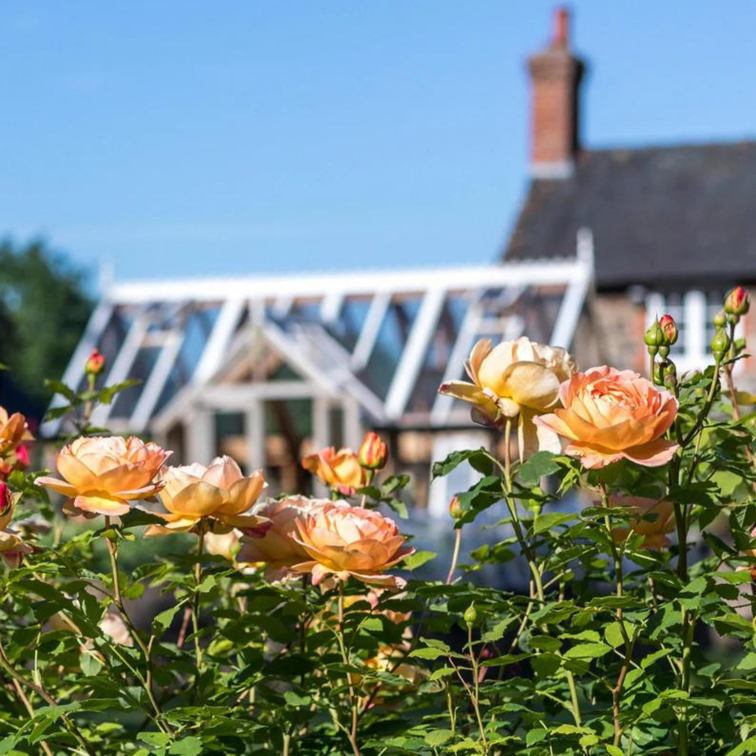 Lady of Shalott (English Rose) Rare Grafted Live Plant