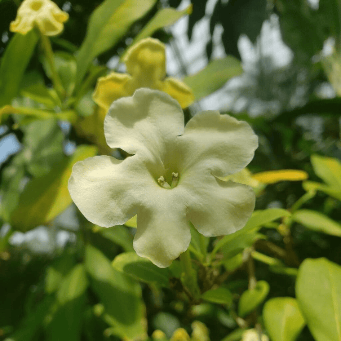 Lady of the Night (Brunfelsia americana) Flowering Live Plant