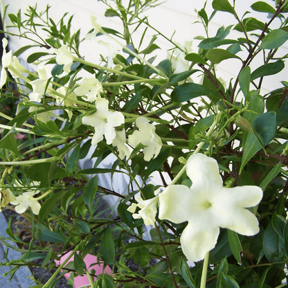 Lady of the Night (Brunfelsia americana) Flowering Live Plant