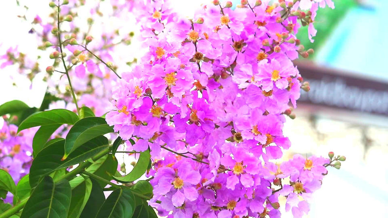 Lagerstroemia Speciosa Pink (Pride of India) Live Plant