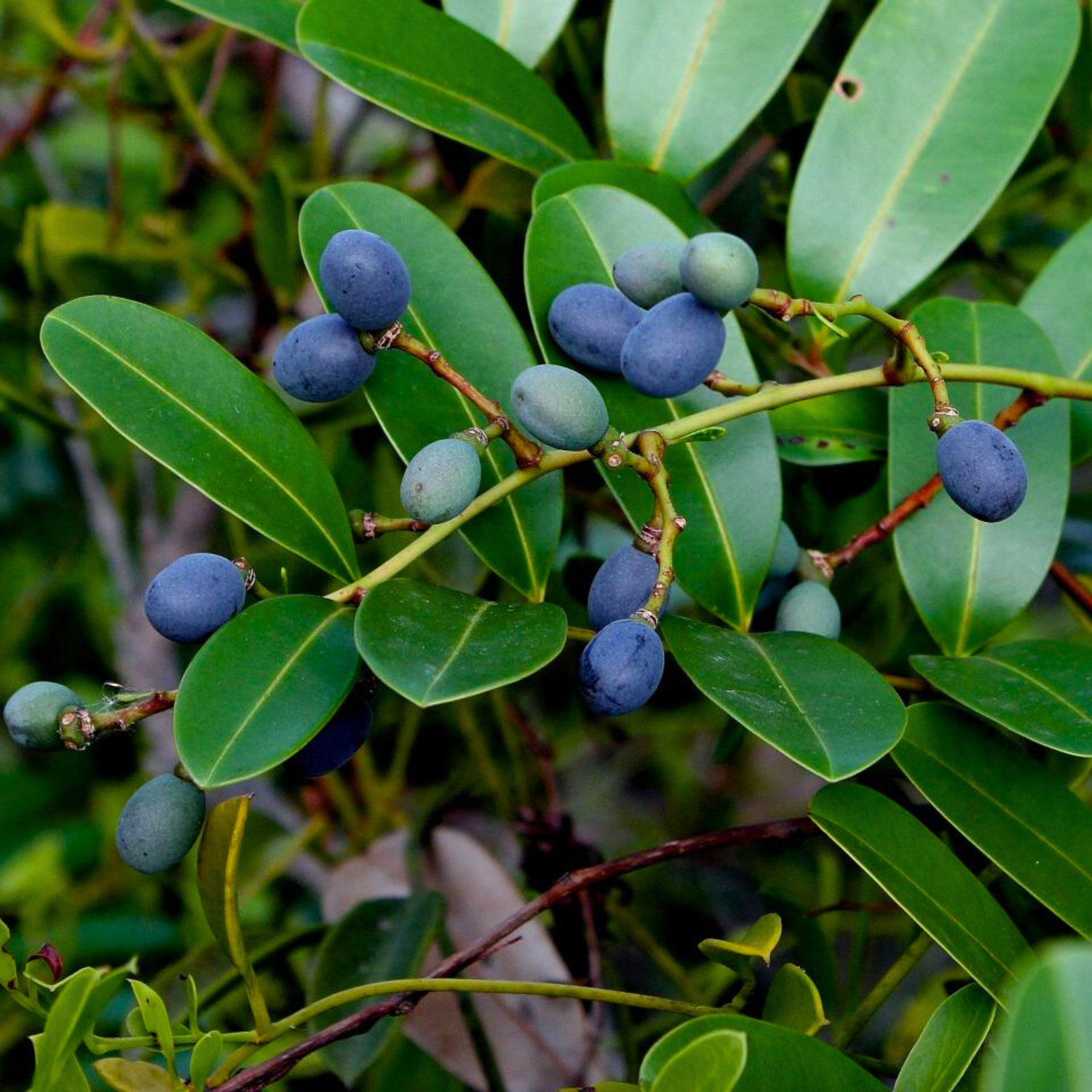 Lakshmi Taru Plant / Paradise Tree (Simarouba Glauca) Rare Medicinal Live Plant