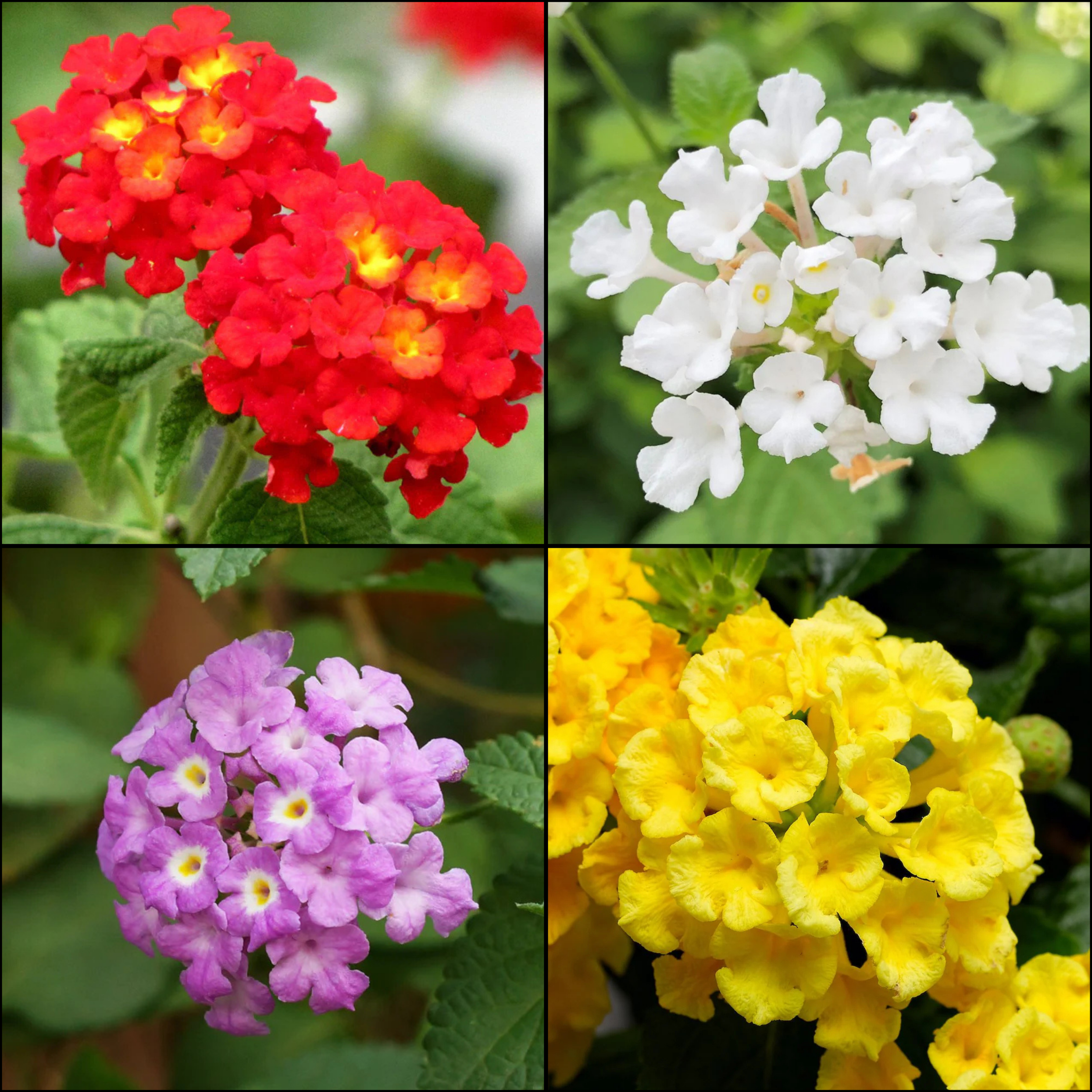 Lantana Flowering Plants Combo