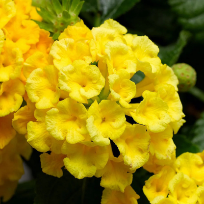 Lantana Flowering Plants Combo