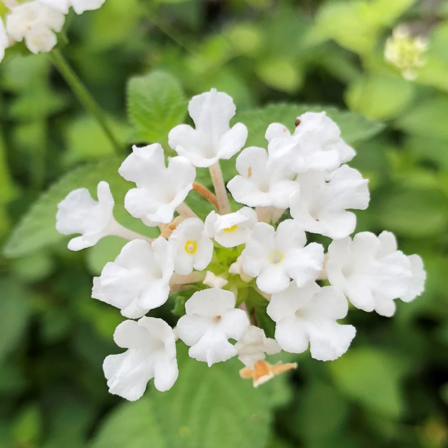 Lantana Flowering Plants Combo