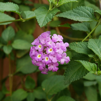 Lantana Flowering Plants Combo