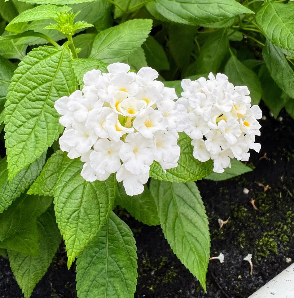 Lantana White (Shrub Verbena) All Time Flowering Live Plant