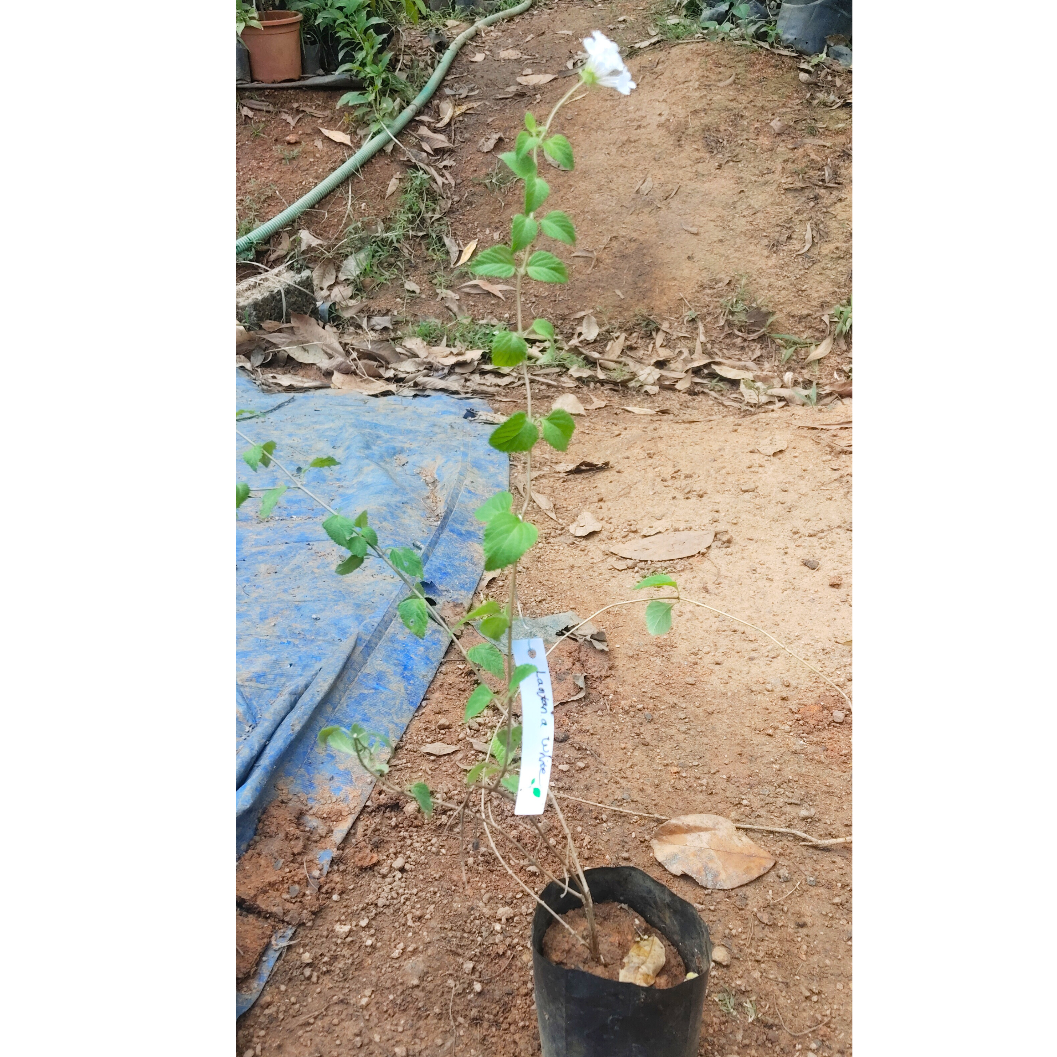 Lantana White (Shrub Verbena) All Time Flowering Live Plant
