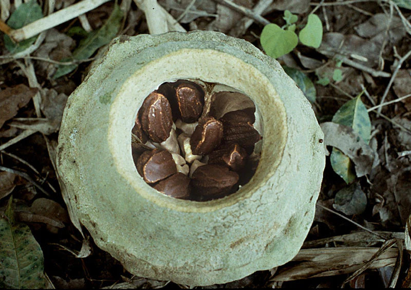 Paradise Nut Live Plant (Lecythis Zabucajo)
