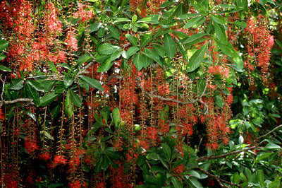 Barringtonia Acutangula Indian Oak Tree (Red Flower) Plant