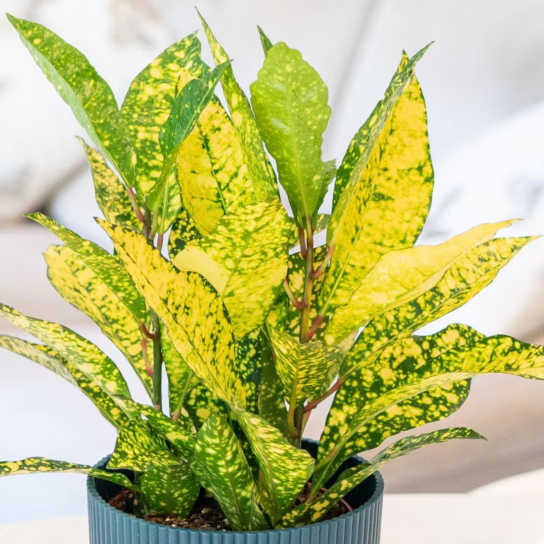 Lemon Croton / Gold Sun (Codiaeum variegatum) Indoor / Outdoor Live Plant