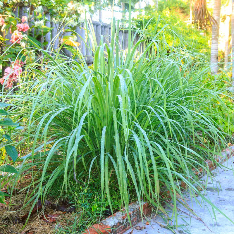 Lemon Grass (Cymbopogon) Spice Plant