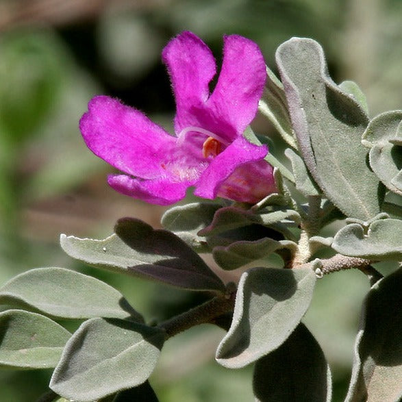 Texas Sage (Leucophyllum Frutescens) All Time Flowering Live Plant ...