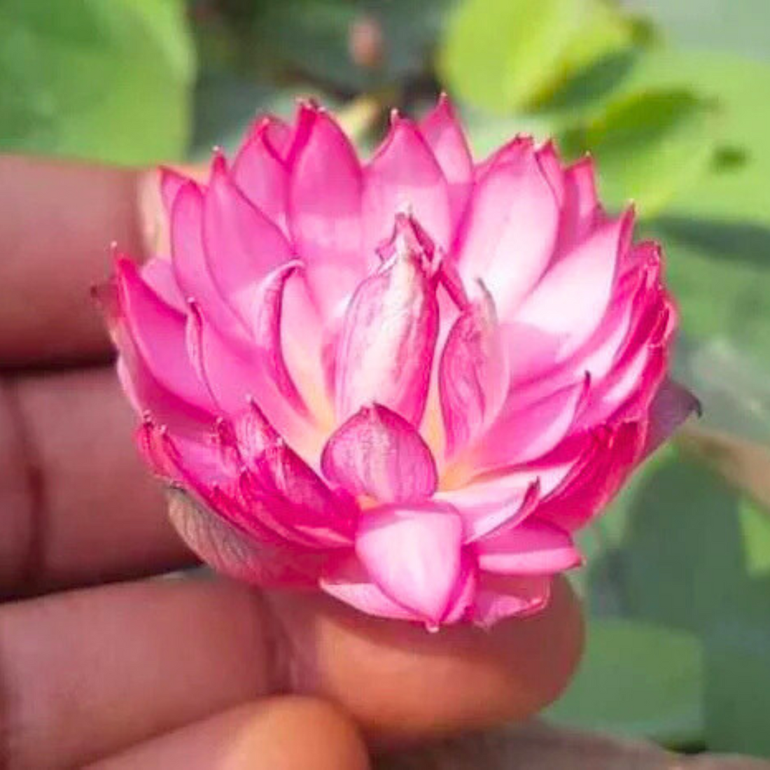 Liangli Micro Lotus Tuber