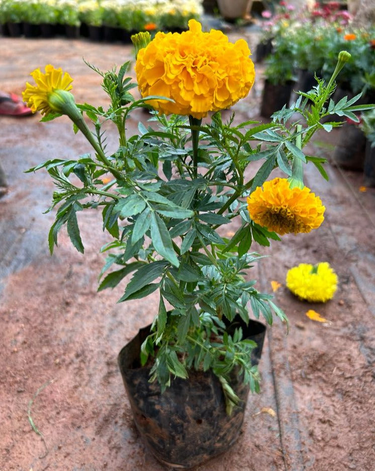 Light Orange Marigold All Time Flowering Live Plant